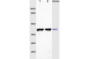 L1 and L2 rat skeletal muscle lysates probed: : Anti-F-Actin (ABIN731498) at 1:200 in 4 °C. (F-Actin 抗体  (AA 1-50))