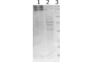 Western-Blot detection of human RET expressed in CHO cells. (Ret Proto-Oncogene 抗体)