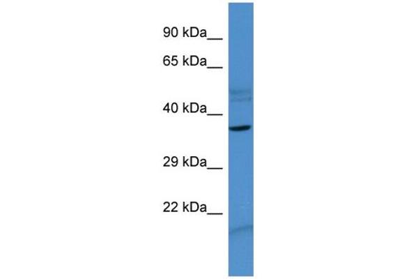 ZNF793 antibody  (N-Term)