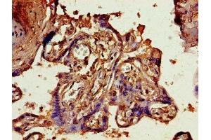 IHC image of ABIN7144092 diluted at 1:800 and staining in paraffin-embedded human placenta tissue performed on a Leica BondTM system. (Angiopoietin 2 抗体  (AA 19-485))