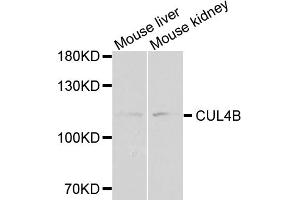 Western blot analysis of extracts of various cell lines, using CUL4B antibody (ABIN1876588) at 1:1000 dilution. (Cullin 4B 抗体)