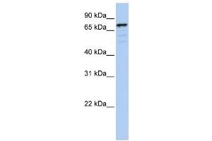 Western Blotting (WB) image for anti-Golgin A5 (GOLGA5) antibody (ABIN2459030) (GOLGA5 抗体)