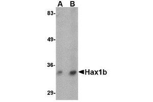 Western blot analysis of Hax1b in mouse brain tissue lysate with AP30393PU-N Hax1b antibody at (A) 1 and (B) 2 μg/ml. (HAX1 抗体  (N-Term))