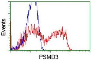 HEK293T cells transfected with either RC202307 overexpress plasmid (Red) or empty vector control plasmid (Blue) were immunostained by anti-PSMD3 antibody (ABIN2455562), and then analyzed by flow cytometry. (PSMD3 抗体)