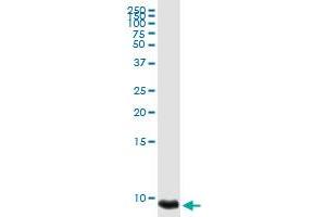 PF4 MaxPab rabbit polyclonal antibody. (PF4 抗体  (AA 1-101))