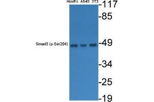 Western Blot (WB) analysis of specific cells using Phospho-Smad3 (S204) Polyclonal Antibody. (SMAD3 抗体  (pSer204))