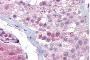 Immunohistochemistry with Testis tissue at an antibody concentration of 5µg/ml using anti-SYCP3 antibody (ARP58334_P050) (SYCP3 抗体  (N-Term))