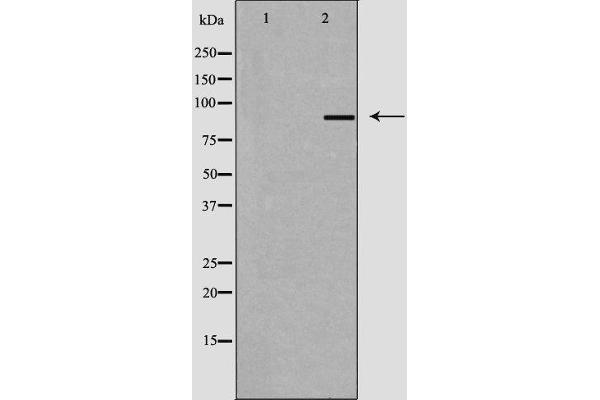 AKAP1 抗体  (Internal Region)