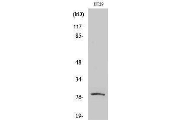 MIP antibody  (Internal Region)