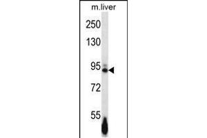 Western blot analysis in mouse liver tissue lysates (35ug/lane). (EPH Receptor B4 抗体  (AA 360-389))