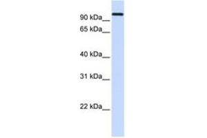 Image no. 1 for anti-Heat Shock 70kDa Protein 4 (HSPA4) (AA 684-733) antibody (ABIN6743405) (HSPA4 抗体  (AA 684-733))