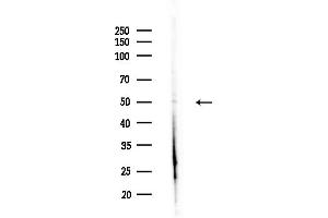 anti-Zinc Finger Protein 280A (ZNF280A) (C-Term) antibody
