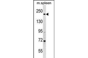 MYH7 Antibody (N-term) (ABIN1539139 and ABIN2849216) western blot analysis in mouse spleen tissue lysates (35 μg/lane). (MYH7 抗体  (N-Term))