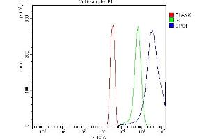 anti-Carbamoyl-Phosphate Synthase 1, Mitochondrial (CPS1) (AA 124-379) antibody