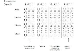 Image no. 3 for Mitogen-Activated Protein Kinase 8 (MAPK8) ELISA Kit (ABIN1981833)