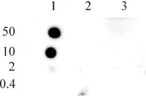 Histone H3 monomethyl Lys9 antibody (pAb) tested by dot blot analysis. (Histone 3 抗体  (meLys9))