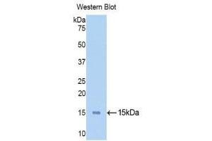Western Blotting (WB) image for anti-Ribonuclease, RNase A Family, 1 (Pancreatic) (RNASE1) (AA 31-150) antibody (Biotin) (ABIN1172718) (RNASE1 抗体  (AA 31-150) (Biotin))