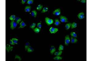 Immunofluorescence staining of Hela cells with ABIN7143386 at 1:166, counter-stained with DAPI. (ADGRE2 抗体  (AA 151-323))