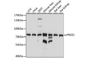 Western blot analysis of extracts of various cell lines, using PROS1 antibody. (PROS1 抗体  (AA 405-676))