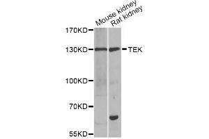 Western blot analysis of extracts of various cell lines, using TEK antibody (ABIN2560344) at 1:1000 dilution.