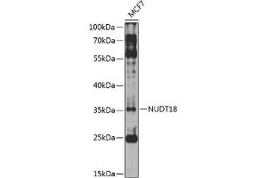 Western blot analysis of extracts of MCF-7 cells, using NUDT18 antibody (ABIN6132820, ABIN6144934, ABIN6144935 and ABIN6224604) at 1:1000 dilution. (NUDT18 抗体  (AA 1-323))