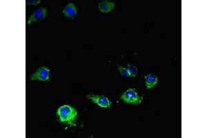 Immunofluorescent analysis of Hela cells using ABIN7169076 at dilution of 1:100 and Alexa Fluor 488-congugated AffiniPure Goat Anti-Rabbit IgG(H+L) (MTOR 抗体  (AA 1223-1290))