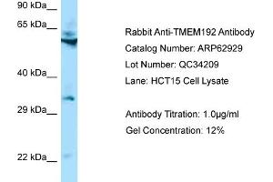 Western Blotting (WB) image for anti-Transmembrane Protein 192 (TMEM192) (N-Term) antibody (ABIN971890) (TMEM192 抗体  (N-Term))