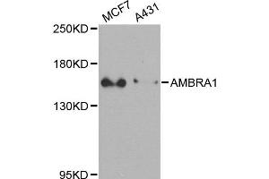 Western blot analysis of extracts of MCF7 and A431 cells, using FLJ20294 antibody. (AMBRA1 抗体)