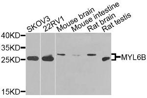 Western blot analysis of extracts of various cell lines, using MYL6B antibody. (MYL6B 抗体)