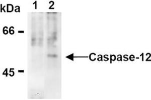Western Blotting (WB) image for anti-Caspase 12 (Gene/pseudogene) (CASP12) (AA 95-318), (N-Term) antibody (ABIN567796) (Caspase 12 抗体  (N-Term))