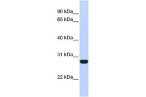 Western Blotting (WB) image for anti-Ribosomal Protein L13 (RPL13) antibody (ABIN2462055) (RPL13 抗体)