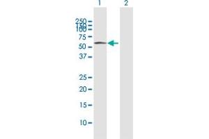 Western Blot analysis of PDIA3 expression in transfected 293T cell line by PDIA3 MaxPab polyclonal antibody. (PDIA3 抗体  (AA 1-505))