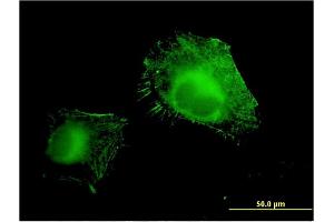 Immunofluorescence (IF) image for anti-Amine Oxidase, Copper Containing 3 (Vascular Adhesion Protein 1) (AOC3) (AA 351-450) antibody (ABIN522089)