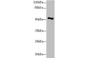 EIF2S3 抗体  (AA 173-472)