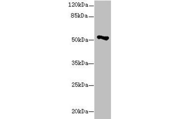 EIF2S3 anticorps  (AA 173-472)