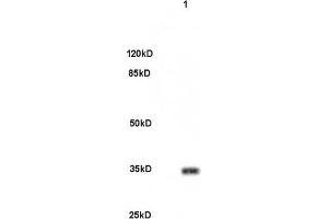 Mouse brain lysates 30ug, probed (ABIN679988) at 1:200 overnight in 4 °C. (PITX3 抗体  (AA 231-302))