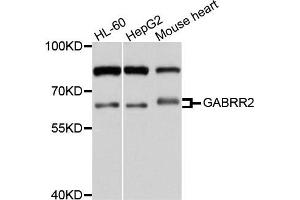 Western blot analysis of extracts of various cells, using GABRR2 antibody. (GABRR2 抗体)