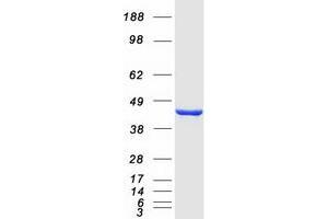 Validation with Western Blot