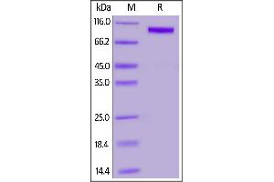 Biotinylated Human / Cynomolgus / Rhesus macaque ROR1, Fc,Avitag on  under reducing (R) condition.