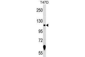 Western blot analysis in T47D cell line lysates (35 µg/lane) using ZNF217 Antibody (N-term) Cat. (ZNF217 抗体  (N-Term))