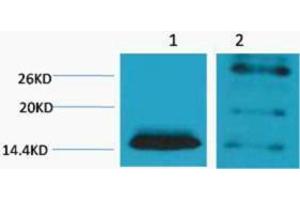 Western Blotting (WB) image for anti-Histone H2B (2meLys5) antibody (ABIN3181329) (Histone H2B 抗体  (2meLys5))