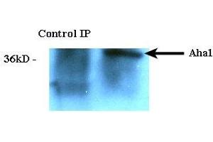 Immunoprecipitation analysis using Rat Anti-Aha1 Monoclonal Antibody, Clone 25F2. (AHSA1 抗体)