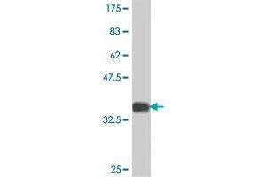 Western Blot detection against Immunogen (37 KDa) . (SCMH1 抗体  (AA 404-502))