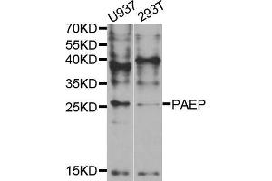 Western blot analysis of extracts of various cell lines, using PAEP antibody (ABIN5973374) at 1/1000 dilution. (PAEP 抗体)