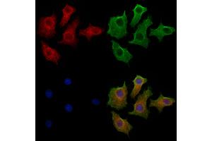 ABIN7094266 and ABIN7098313 staining HepG2 cells by IF/ICC. (Golgin A3 抗体  (Internal Region))