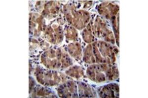 Immunohistochemistry analysis in formalin fixed and paraffin embedded human stomach tissue stained with SOCS4 Antibody (Center)  followed by peroxidase conjugation of the secondary antibody and DAB staining. (SOCS4 抗体  (AA 234-262))
