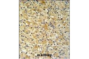 NAT8 Antibody (Center) (ABIN651148 and ABIN2840099) IHC analysis in formalin fixed and paraffin embedded mouse kidney tissue followed by peroxidase conjugation of the secondary antibody and DAB staining.