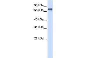 WB Suggested Anti-SRP68 Antibody Titration:  0. (SRP68 抗体  (N-Term))