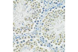 Immunohistochemistry of paraffin-embedded mouse testis using SLC1A4 antibody (ABIN6292419) at dilution of 1:100 (40x lens). (SLC1A4 抗体)
