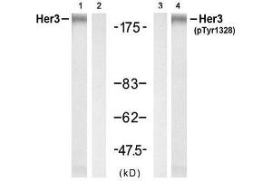 Western blot analysis of extracts from H (ERBB3 抗体)
